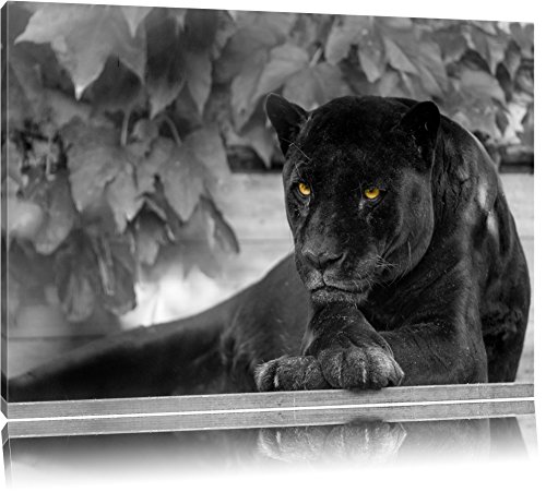 Beautiful Black Panther Black White On Canvas Huge Xxl Pictures Completely Framed With Stretcher Art Print