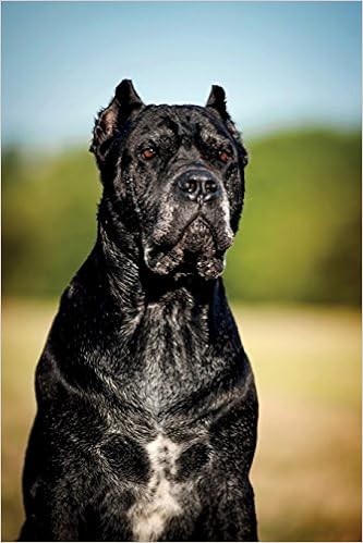 Amazonin Buy Cane Corso Notebook Journal Productivity