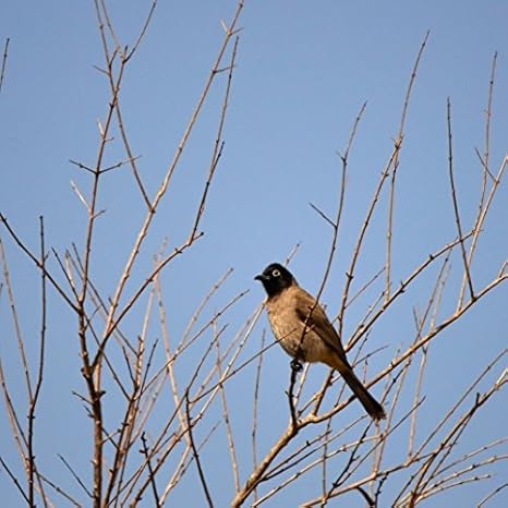 Teleobjetivo para Cámara réflex digital, enfoque manual, objetivo ...