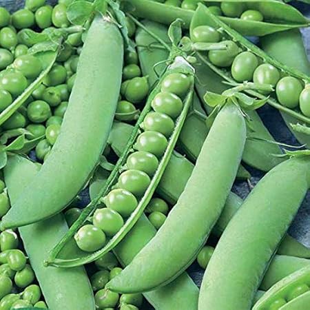 Creative Farmer Vegetable Seeds Green Peas Hybrid Organic Seeds - Peas Seeds Small Spherical Seed Seeds For Garden Home Garden Seeds