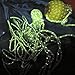 20m 1.8MM Fluorescent Reflective Guyline Tent Rope Camping Cord Paracord Green by NYKKOLA