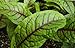 Sorrel Seeds- Blood-Veined- Heirloom Greens- 200+ Seeds primary