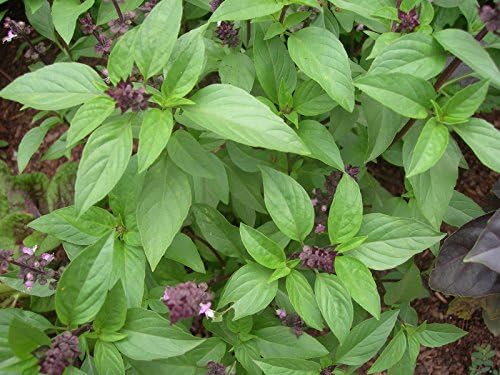 2 Live Plants - Sweet Thai Basil Plant Two