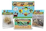 Bug Sales 1,500 Live Ladybugs & 2 Praying Mantis Eggs in Pouch & 1000 Green Lacewing Eggs Includes Ladybug Life Cycle Poster
