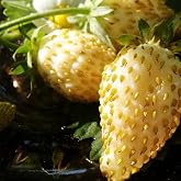 RAISE ME UP: Seeds Alpine Strawberry Everbearing 'Yellow Wonder' Non GMO Heirloom