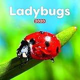 Ladybugs Calendar - Calendars 2019 - 2020 Wall Calendar - Photo Calendar - 12 Month Calendar by Pres by 