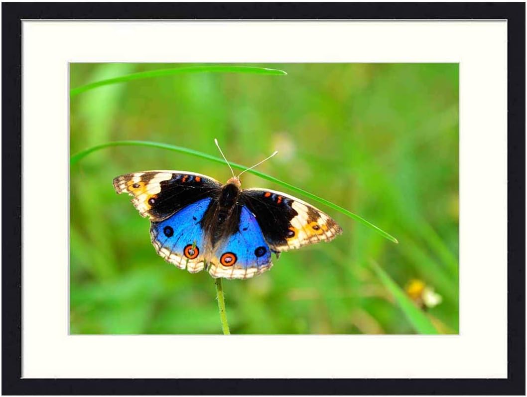 OiArt Wall Art Canvas Prints Wood Framed Paintings Artworks Pictures(20x14 inch) - Butterfly Kupu-Kupu Wildlife Butterfly Isolated