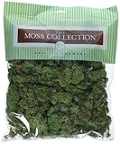 Quality Growers QGR2051 Moss 5.68qt Reindeer Basil