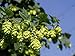 Centennial Beer Hops Vine - Humulus - Grow your own Beer - 2.5
