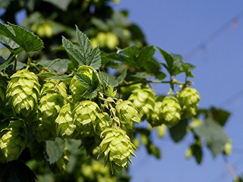 Centennial Beer Hops Vine - Humulus - Grow your own Beer - 2.5