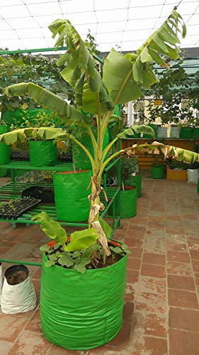 YUVAGREEN Terrace Gardening Leafy Vegetable Grow Bag (12x18 Inch , Green) -Pack of 4