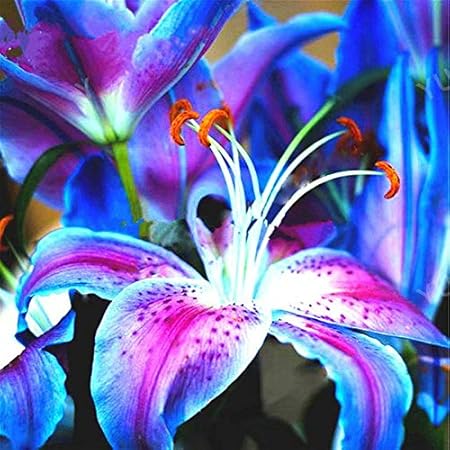 Amazon Com 4 Bulbs Rare Blue Lily Flowers Bulbs Perennial