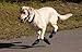 Ultra Paws Cool Boots - Large - 4 boots - 3 1/4
