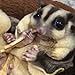 Polar Bear's Pet Shop 1 Pcs Fish Flavor Sugar Glider Hamster Squirrel Chinchillas Small Animals Sandwich Snacks and Food (20g)