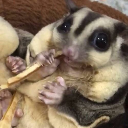 Polar Bear's Pet Shop 1 Pcs Fish Flavor Sugar Glider Hamster Squirrel Chinchillas Small Animals Sandwich Snacks and Food (20g) - Thumbnail 3