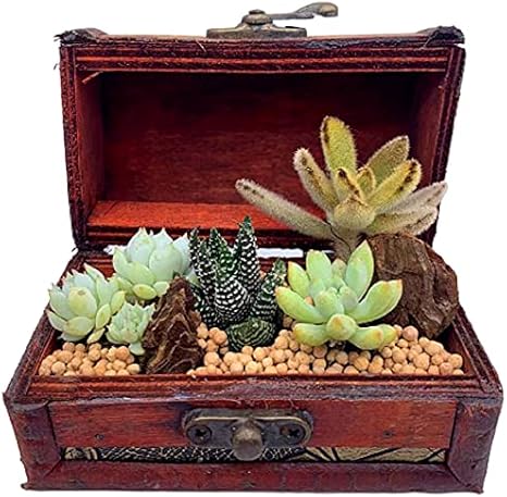 Amazon Co Jp 伊豆シャボテン本舗 観葉植物 サボテン 多肉植物 寄せ植え 宝箱ケース入り 小 木製 植木鉢 卓上 ホーム キッチン Amazon Co Jp 伊豆シャボテン本舗 観葉植物 サボテン 多肉植物 寄せ植え 宝箱ケース入り 小 木製 植木鉢 卓上 ホーム キッチン