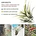 Air Plant Holder for Vertical Garden 5 Pack Wall Planter for House Plants, Hanging Plant and Tillandsia Air Plants Living Wall Terrarium. Great Wall Decorations for Living Room | No plants included S5thumb 2