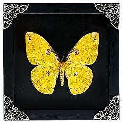 Real Framed Yellow Butterfly Dead Insect Dried Bug