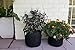 ECOgardener Grow Bags Plant Pots 5 Pack 5 Gallon wth Handles Premium Quality Raised Bed Fabric Planter