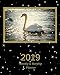 2019 Weekly and Monthly Planner: White Swan Daily Organizer -To Do -Calendar in Review/Monthly Calendar with U.S. Holidays-Notes Volume 43 by All In A Day