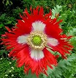Danish Flag Afghan Poppy 250 Seeds - Papaver Somniferum by Hirt's Gardens