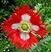 Danish Flag Afghan Poppy 250 Seeds - Papaver Somniferum