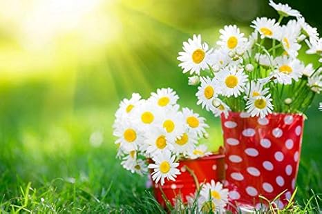 Amazon アート印刷 絵画風 壁紙ポスター はがせるシール式 ホワイトデイジーの花 カップ 草 夏 日光 写真 特大 絵画 壁飾り キャンバス ステッカー 1cmx80cm ウォールステッカー オンライン通販