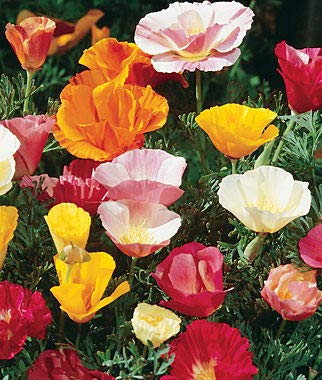 Radha Krishna Agriculture Flowers Seeds California Poppy Flower