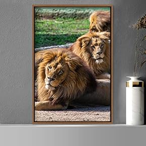 signwin Framed Canvas Wall Art Lions Animals Chic...