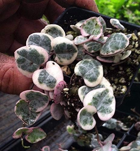 Details About Variegated Rosary Vine (CEROPEGIA-WOODII Variegated) Variegated String of Hearts