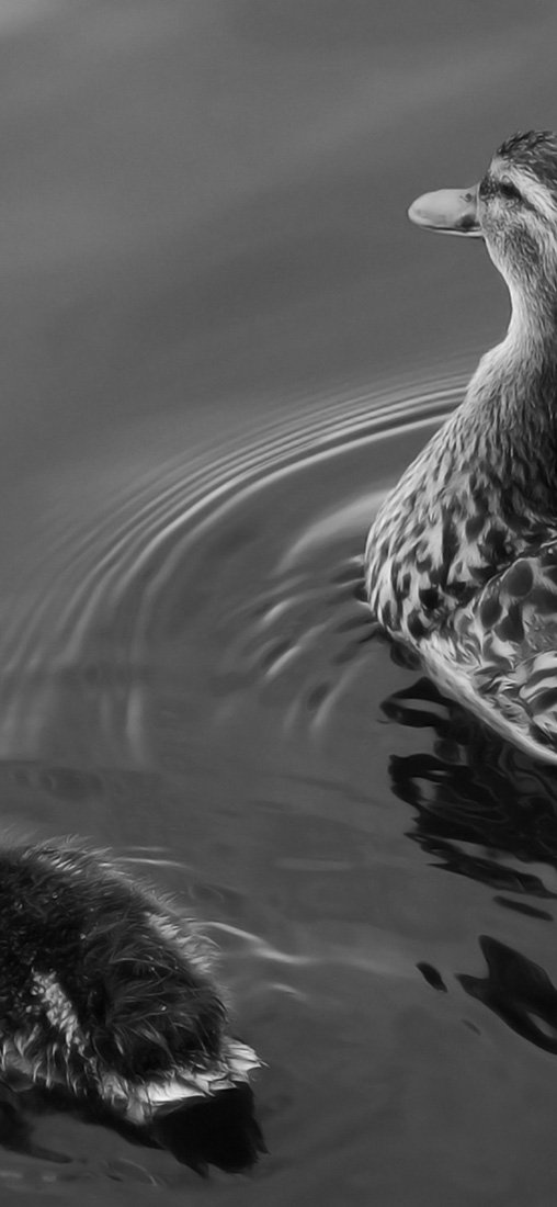 PeelitStickit Duck, Animal Wall Murals ID-060, vinyl