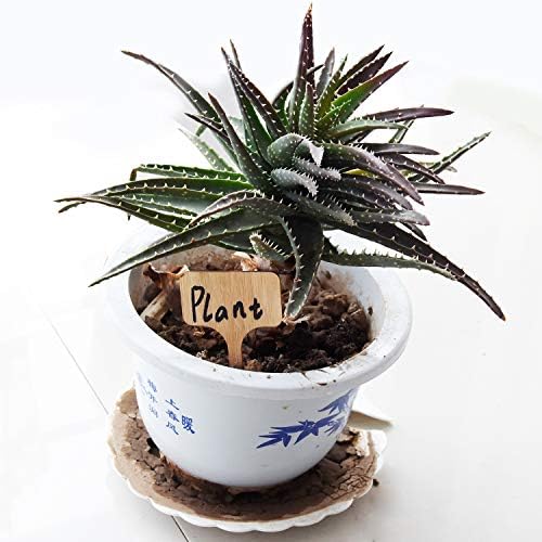 Rye Living - Etiquetas de bambú para Plantas (20 Unidades, 6 x 10 ...