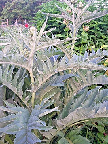 Plentree Cardoon- 7+ Seeds. Organic, Non-GMO. (Cynara) Dramatic Plant, Artichoke Taste!