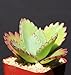 Kalanchoe Daigremontiana Mexican Hat Plant Rare Succulent Exotic Cactus Cacti 2"