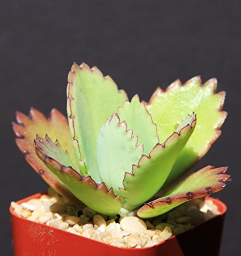 Kalanchoe Daigremontiana Mexican Hat Plant Rare Succulent Exotic Cactus Cacti 2 Kalanchoe Daigremontiana Mexican Hat Plant Rare Succulent Exotic Cactus Cacti 2