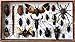 ThaiHonest Very Rare Real MIXS Insect Taxidermy Set in Boxes Display for Collectibles