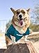 NFL PET JERSEY. - Football Licensed Dog Jersey. - 32 NFL Teams Available. - Comes in 6 Sizes. - Football Pet Jersey. - Sports Mesh Jersey. - Dog Jersey Outfit. - NFL Dog Jersey