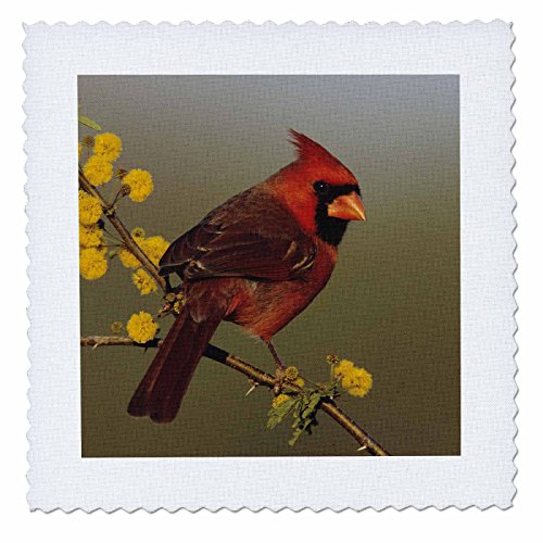 3dRose qs_84562_1 Northern Cardinal Bird, Lake Corpus Christi Texas - NA02 RNU0…