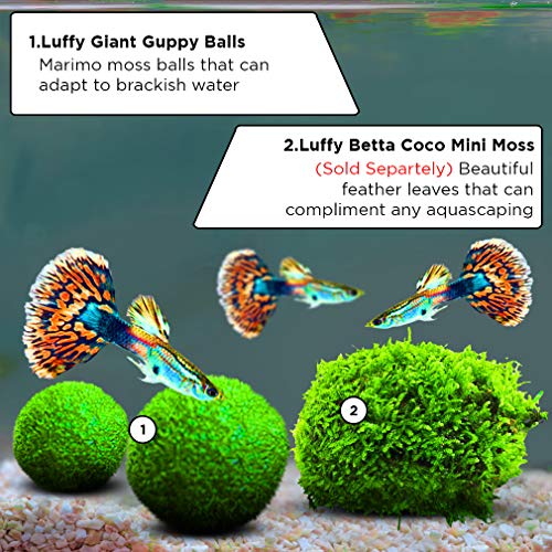 Luffy Guppy Moss Balls, 1.5 Inches, Vibrant Green Marimo Moss Balls, Beautiful and Low Maintenance Live Aquatic Plants, Ideal for Guppies, Mollies, and Swordtail Fish 2 Pack