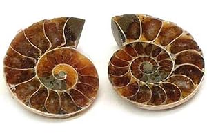 REAL RIVER SUPPLY Polished Ammonite Fossil Shell Specimen - 2 Matching Half Shells