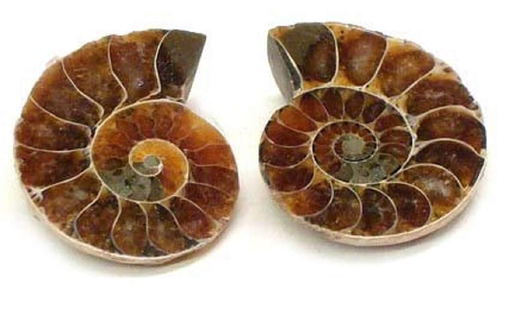 Polished Ammonite Fossil Shell Specimen 2 Matching Half Shells Amazon Com Industrial Scientific