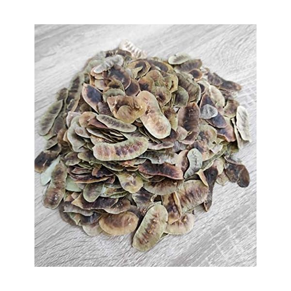 Getrocknete Senna Schoten Kräutertee 85g - 1,95 KG Prämie Qualität Senna Alexandrina (1950 gramm) – Bild 4