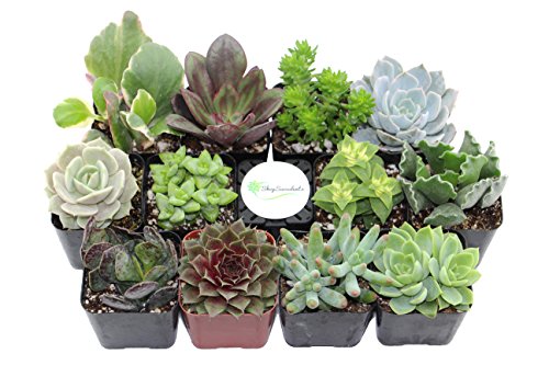 How to Grow an Easy Succulent Garden | 31Daily.com