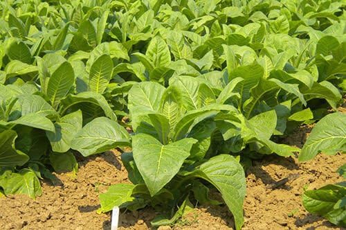 Organic Tobacco seeds "Oriental fragrance" Nicotiana, Vostochniy. 400 SEEDS.