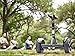 Segway miniPRO | Smart Self Balancing Personal Transporter with Mobile App Control (Black)