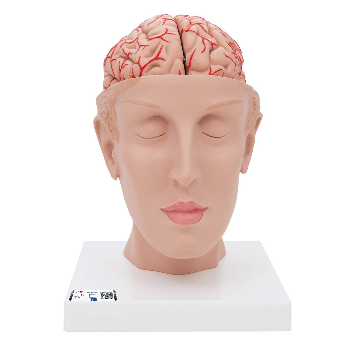 3B Scientific Human Anatomy - Brain Model with Arteries on Base of Head, 8 Part + free anatomy software - 3B Smart Anatomy