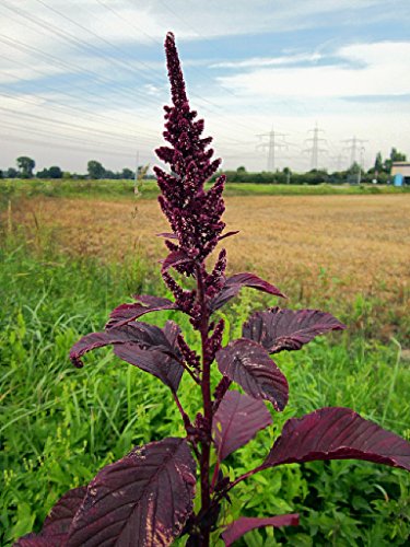 Amaranth Seed Oil 100% Natural 8.45 fl oz / 250 ml Cold-Pressed Squalene Rich Unrefined Raw