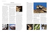 Image de The Illustrated Encyclopedia of Animals of the World: An expert reference guide to 840 amphibians, reptiles and mammals from every continent