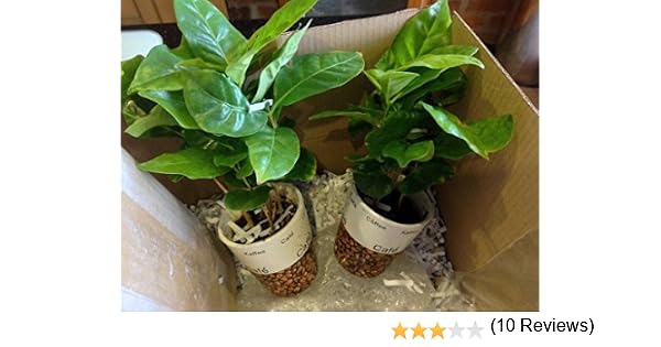 Semillas de frijol planta de café COLOMBINO Tropical House Plant ...