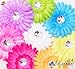 Ema Jane - Large Gerber Daisy Flower Hair Clips (16 Pack)